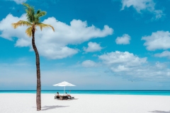 Cover_palm-tree-couple-loungers_high copy